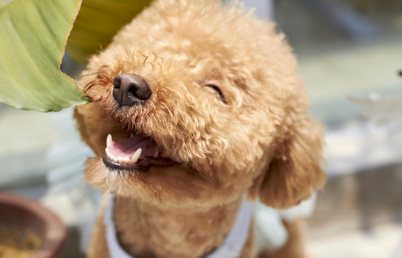 happy dog