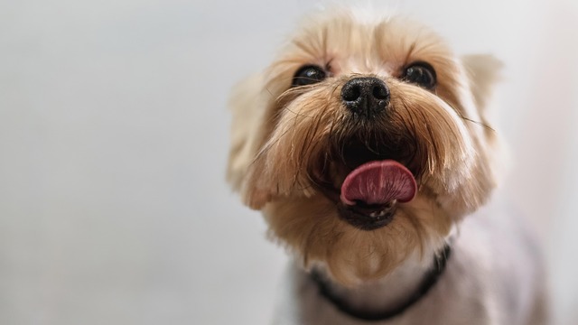 “Yorkie freshly groomed and happy in a mobile grooming van parked in Grain Valley