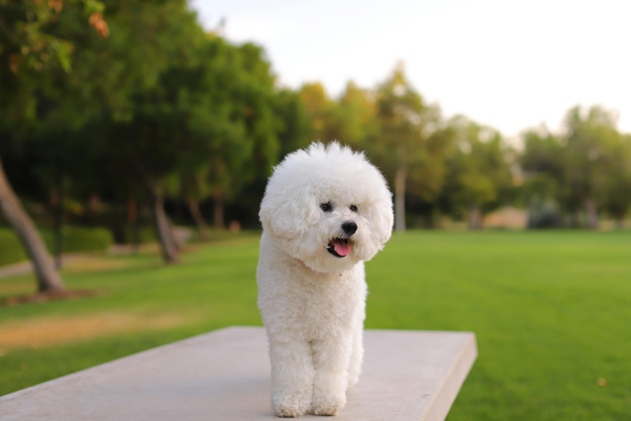 white fluffy dog stands freshly cut