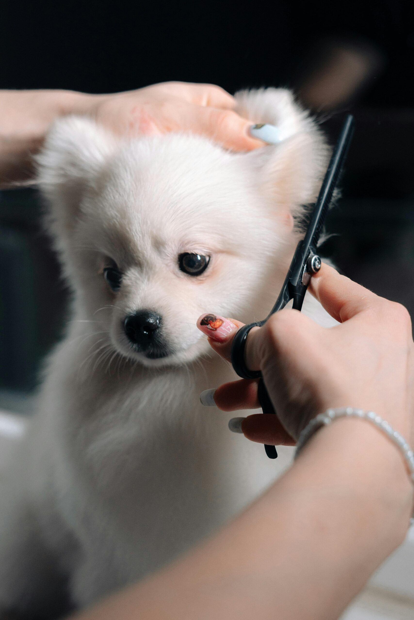 Small cute dog getting hair trimmed