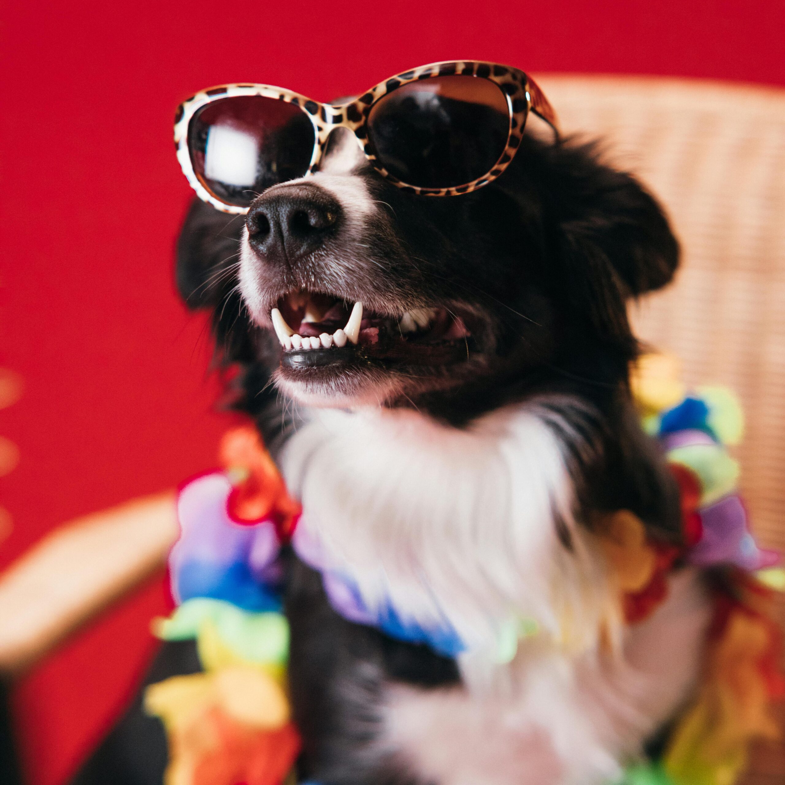 cool dog in sunglasses