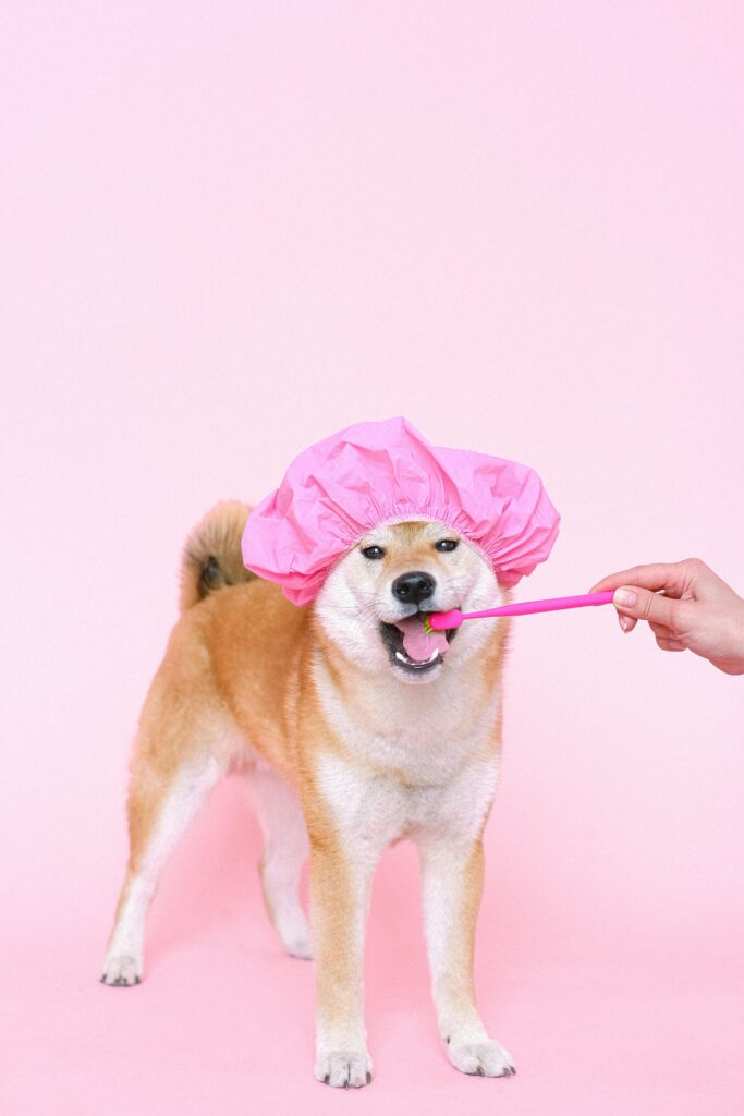 A cheerful dog receiving grooming services