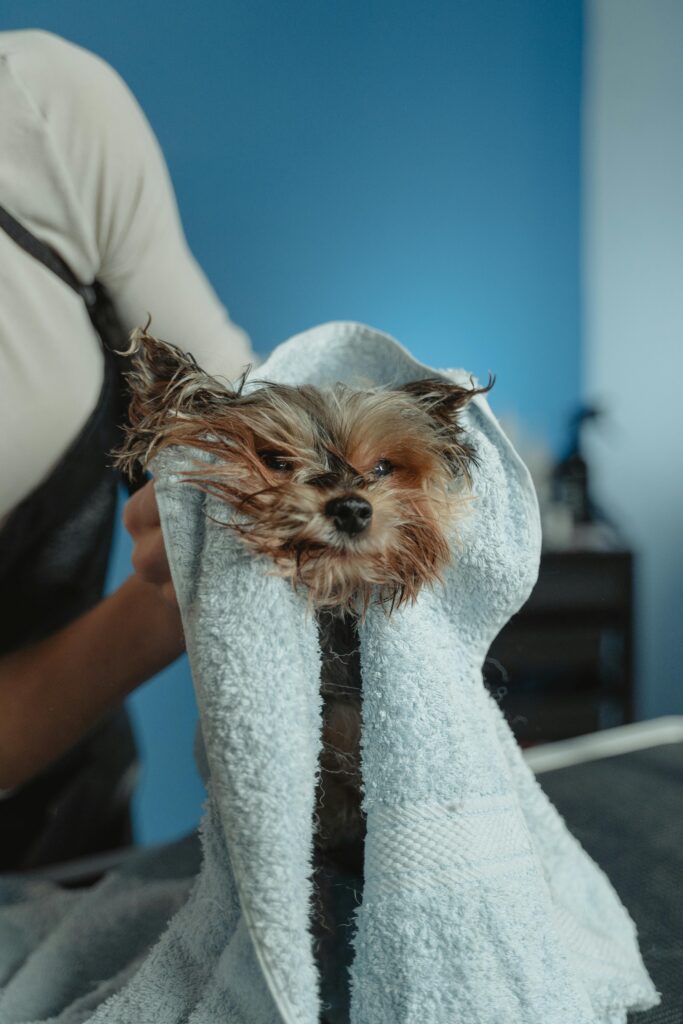 Side-by-side photo showing a fluffy dog before and after professional grooming