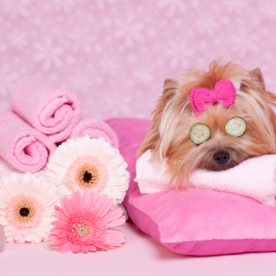 A relaxed dog enjoying a gentle shampoo bath during a spa grooming session, emphasizing relaxation and wellness benefits.
