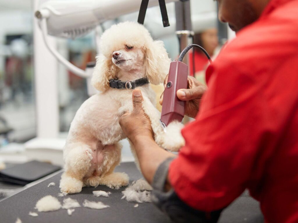 A freshly groomed poodle/doodle sitting happily with a shiny coat, showcasing the results of premium pet grooming care.